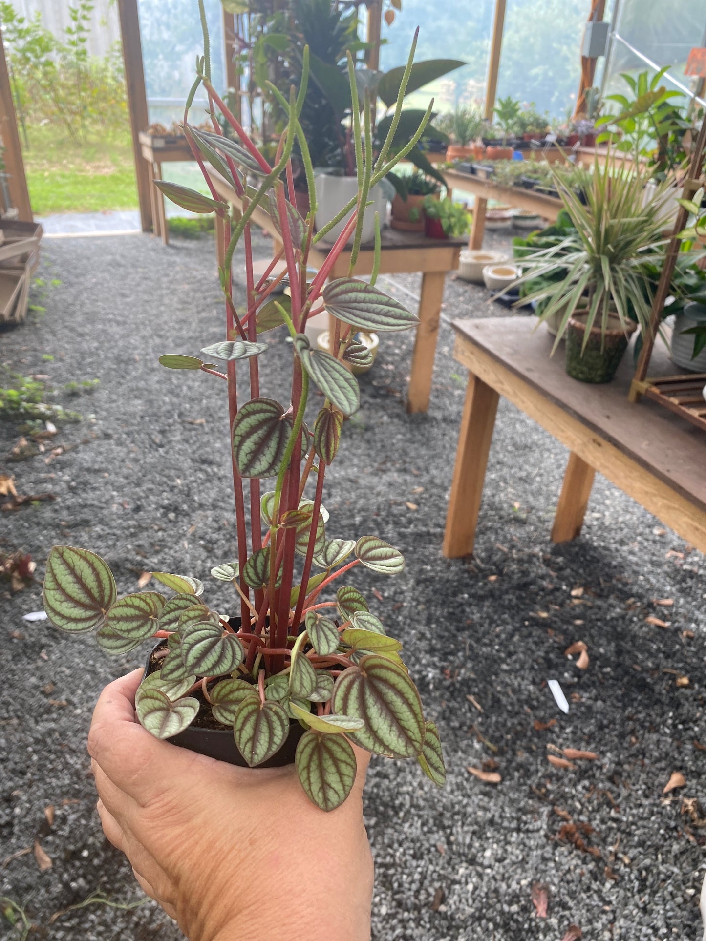 Peperomia Albovittata Piccolo Banda 4" Pot Live Plant