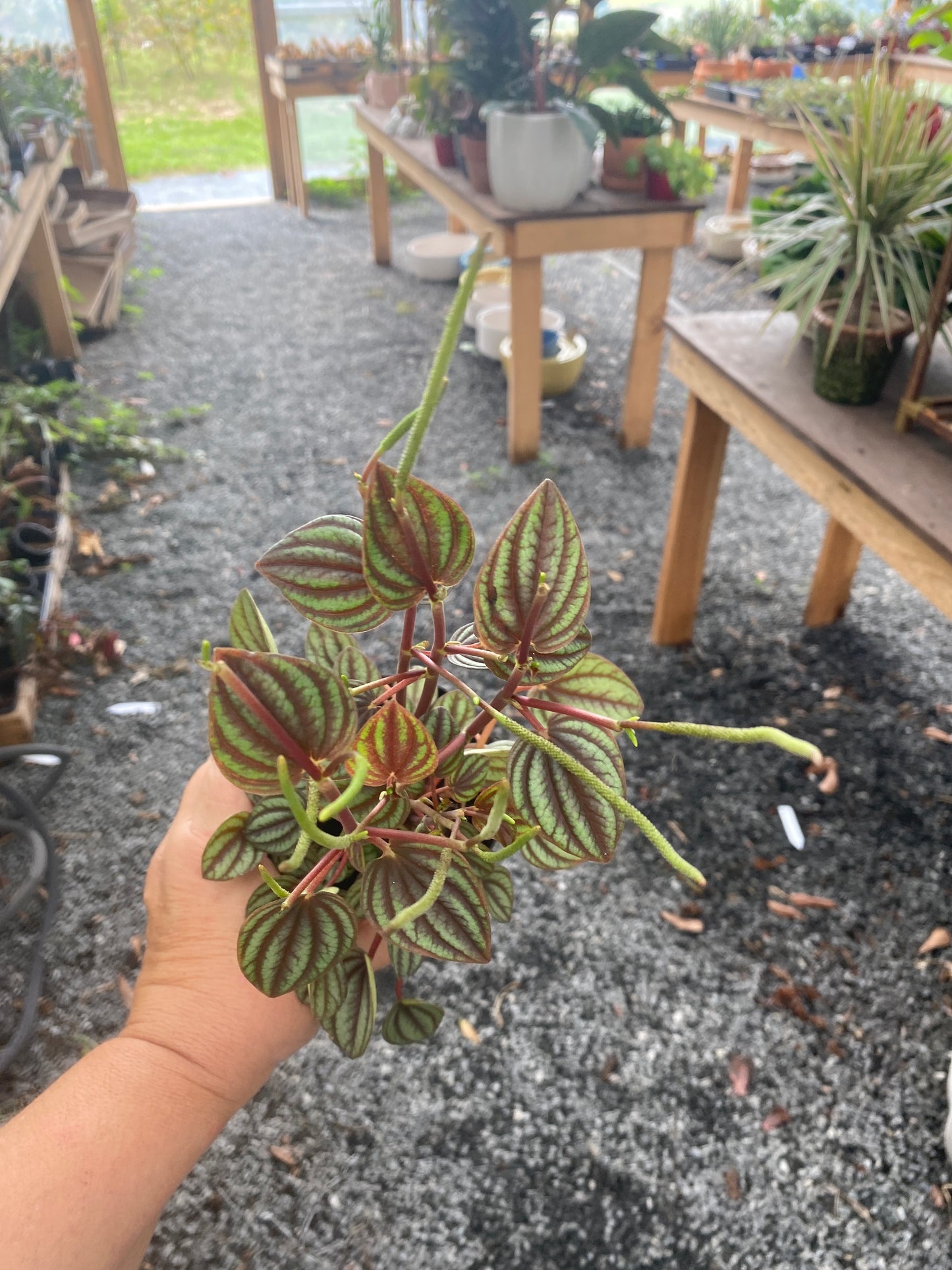 Peperomia Albovittata Piccolo Banda 4" Pot Live Plant