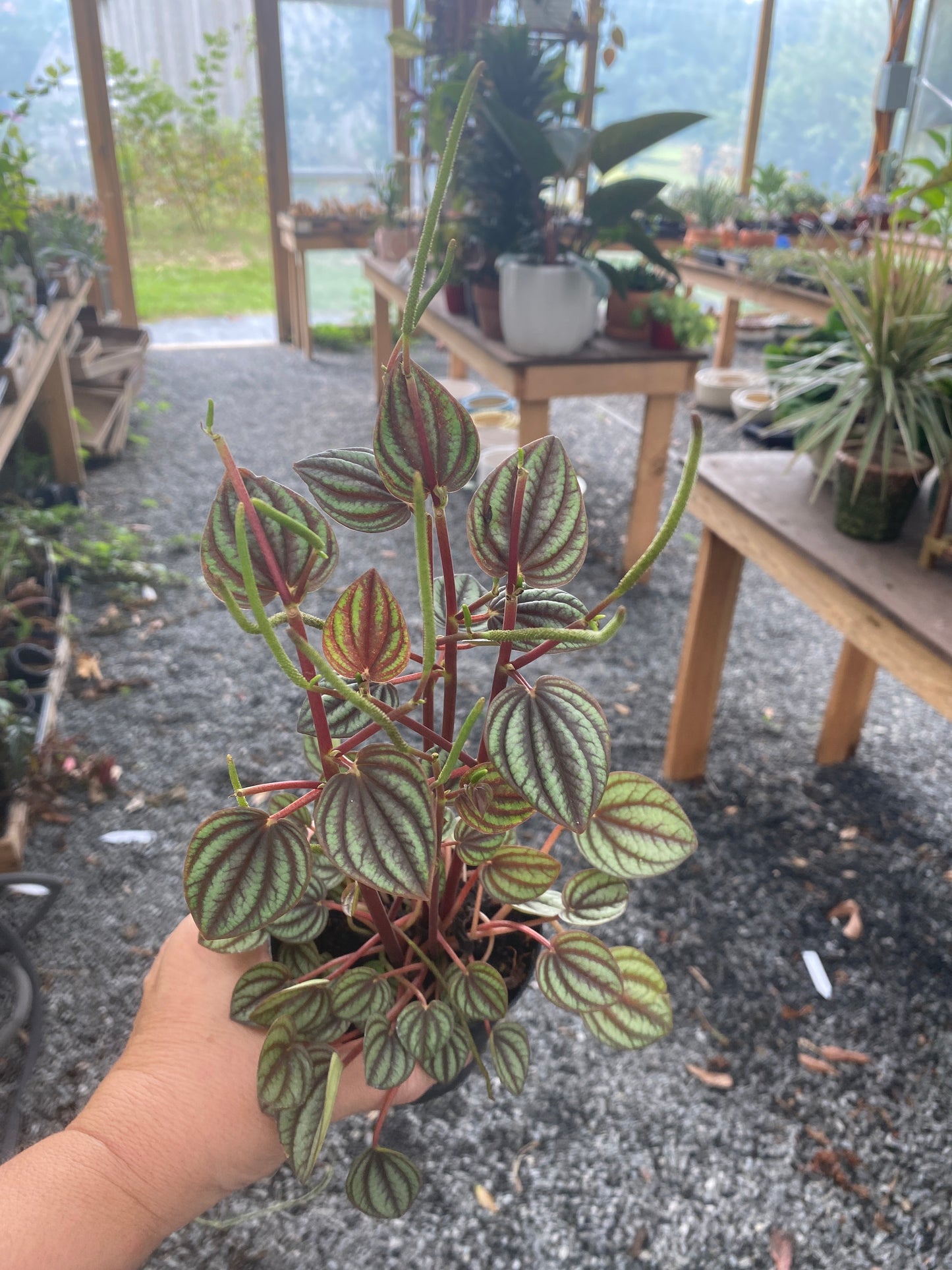 Peperomia Albovittata Piccolo Banda 4" Pot Live Plant