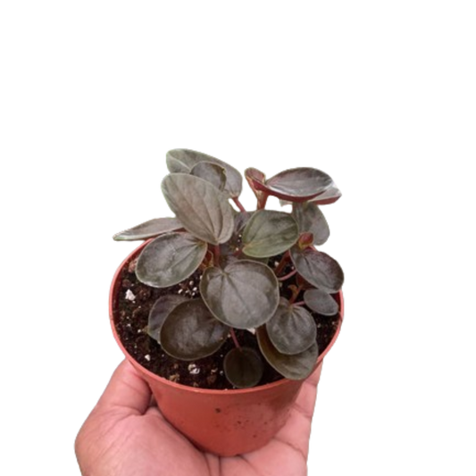 Peperomia Rugosa Radiator Plant 4" Pot Live Plant