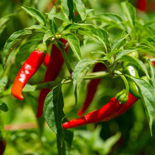 Pepper Cayenne Large Red One Well Rooted Starter Plant