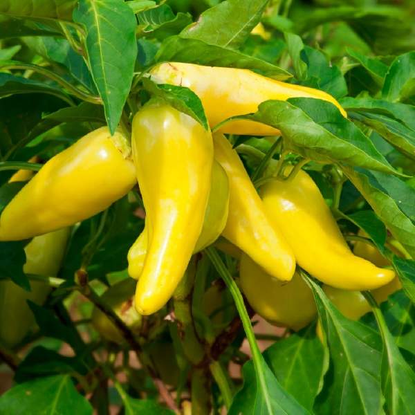 Pepper Hungarian Sweet One Well Rooted Starter Plant