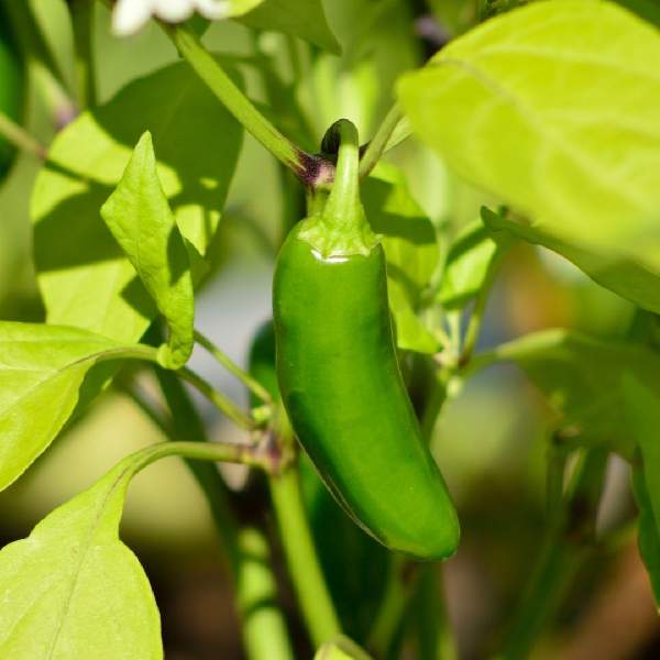 Pepper Jalapeno Early One Well Rooted Starter Plant