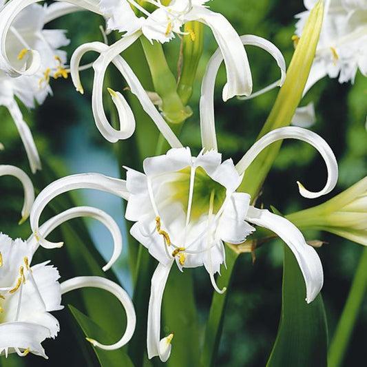 Peruvian Daffodil Spider Lily Ismene Hymenocallis Festalis 3 Bulbs