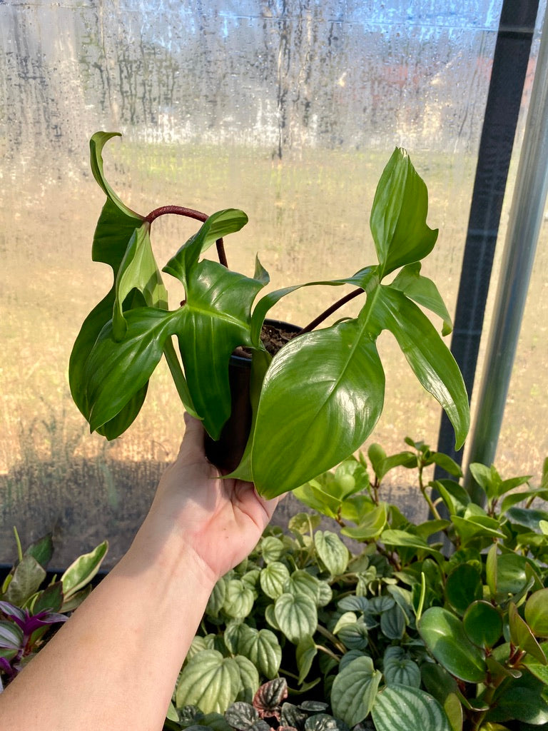 Philodendron Florida Green  3" pot Live Plant