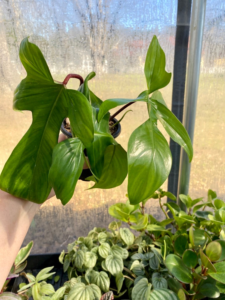 Philodendron Florida Green  3" pot Live Plant