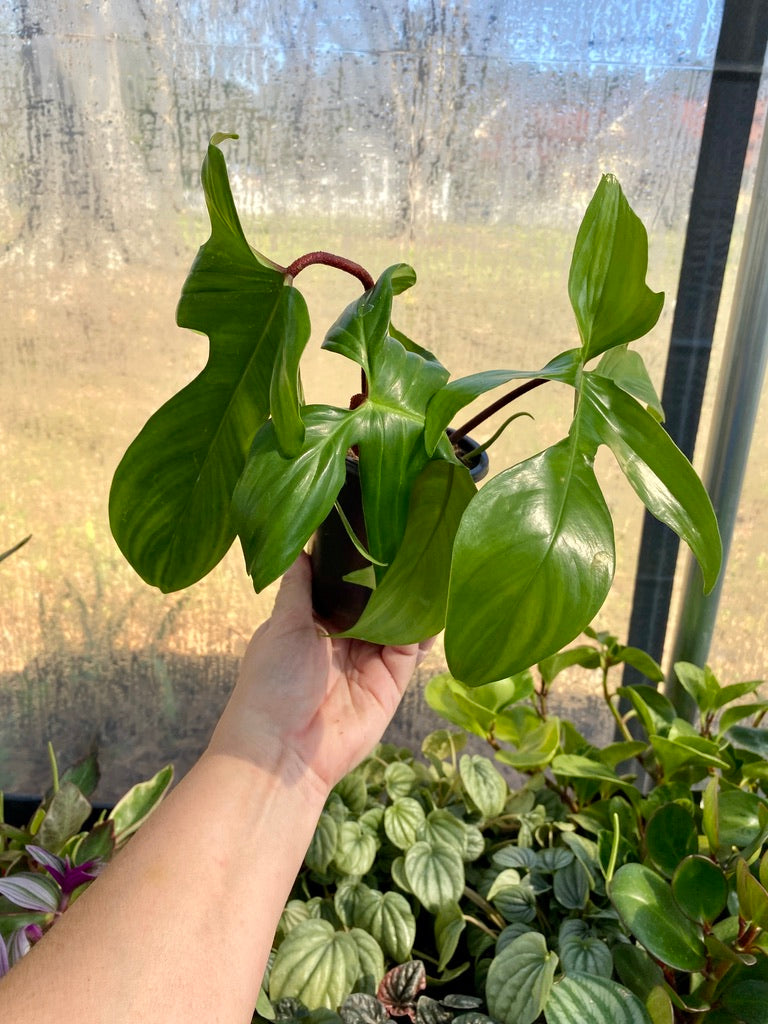 Philodendron Florida Green  3" pot Live Plant