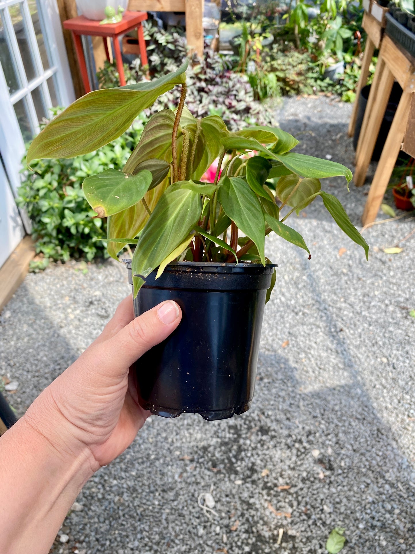 Philodendron Fuzzy Petiole 4" Pot Live Plant