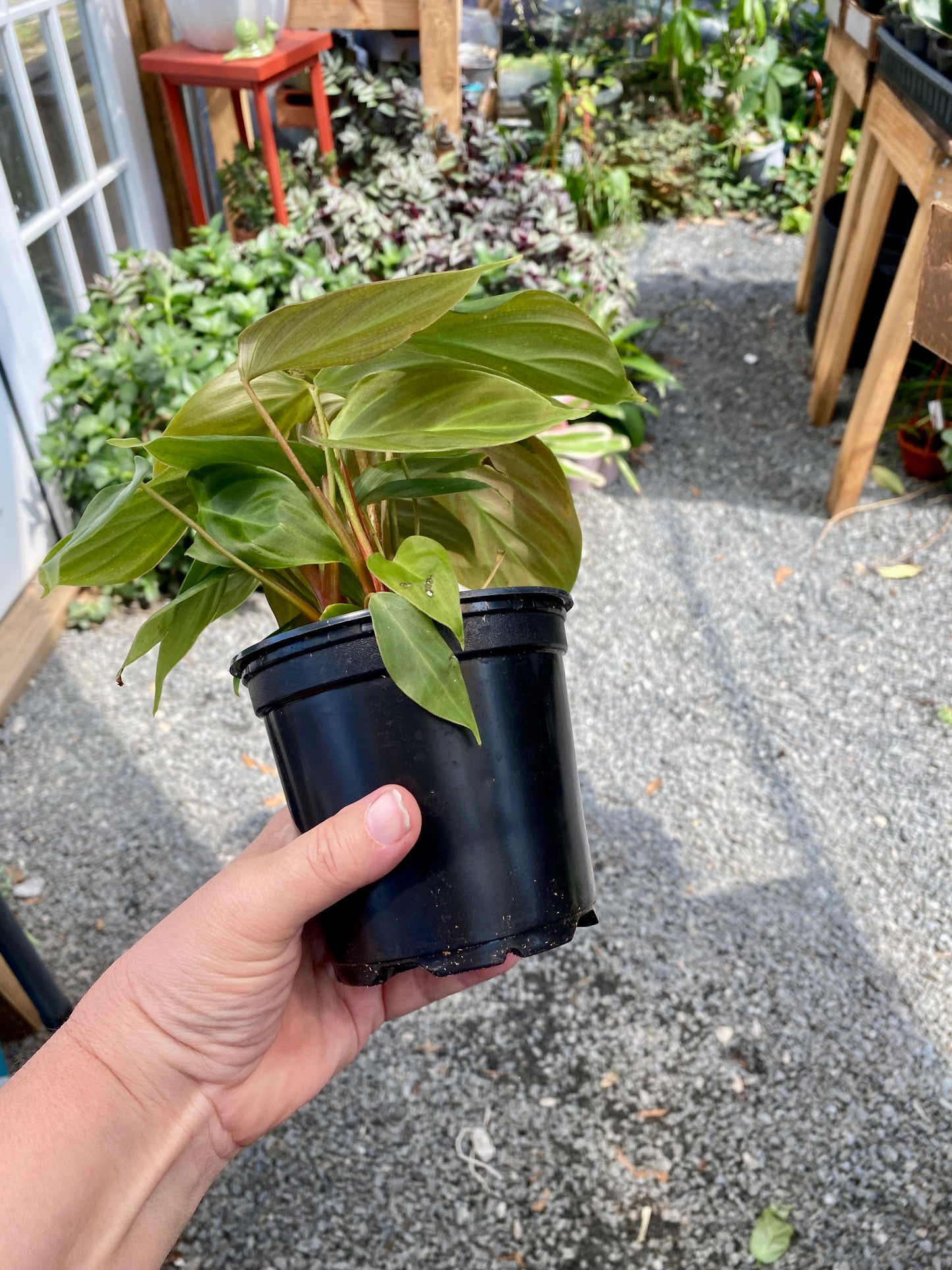 Philodendron Fuzzy Petiole 4" Pot Live Plant