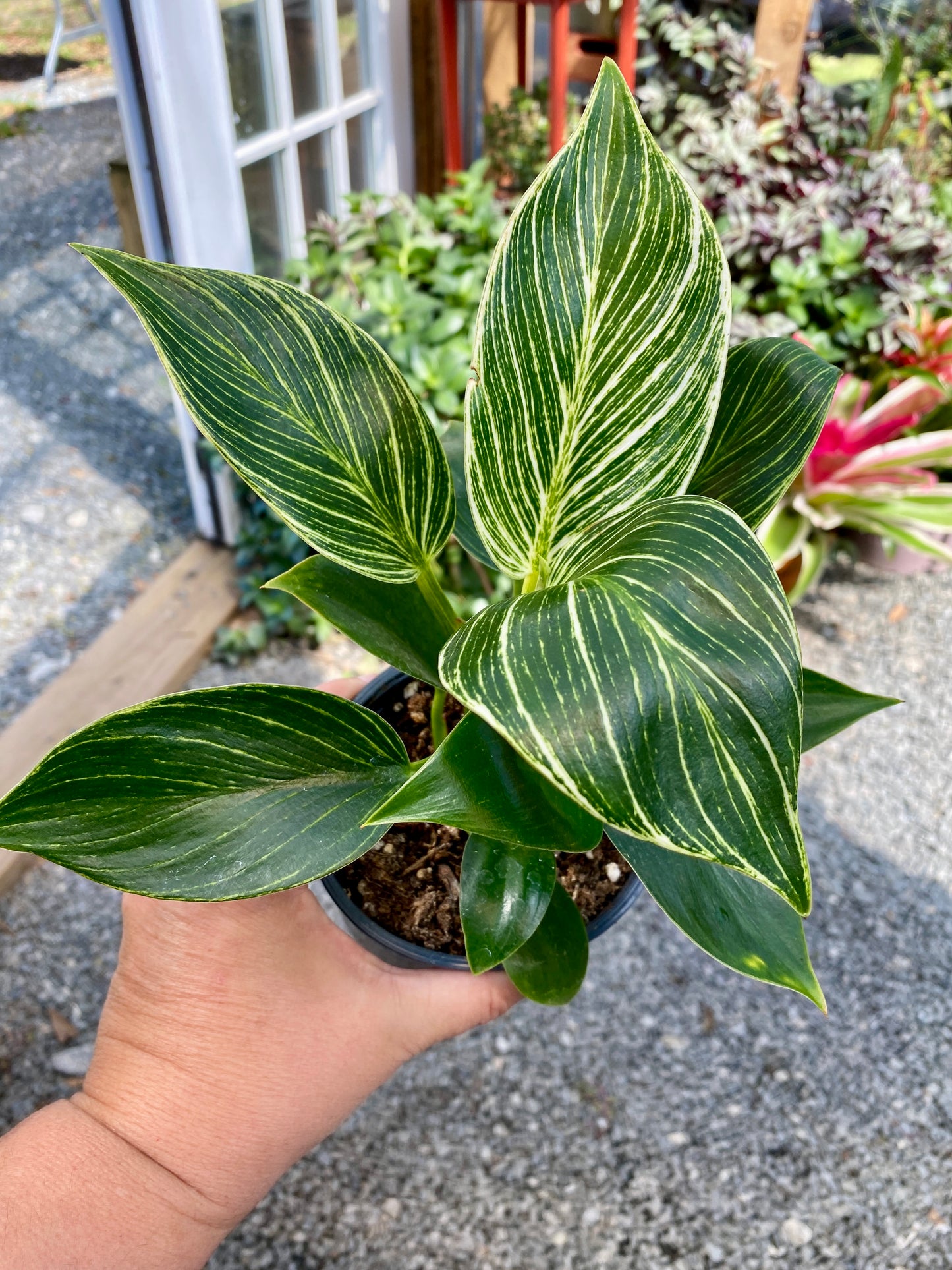 Philodendron Birkin 4 Inch Tall Pot Live Plant Variegated Houseplant