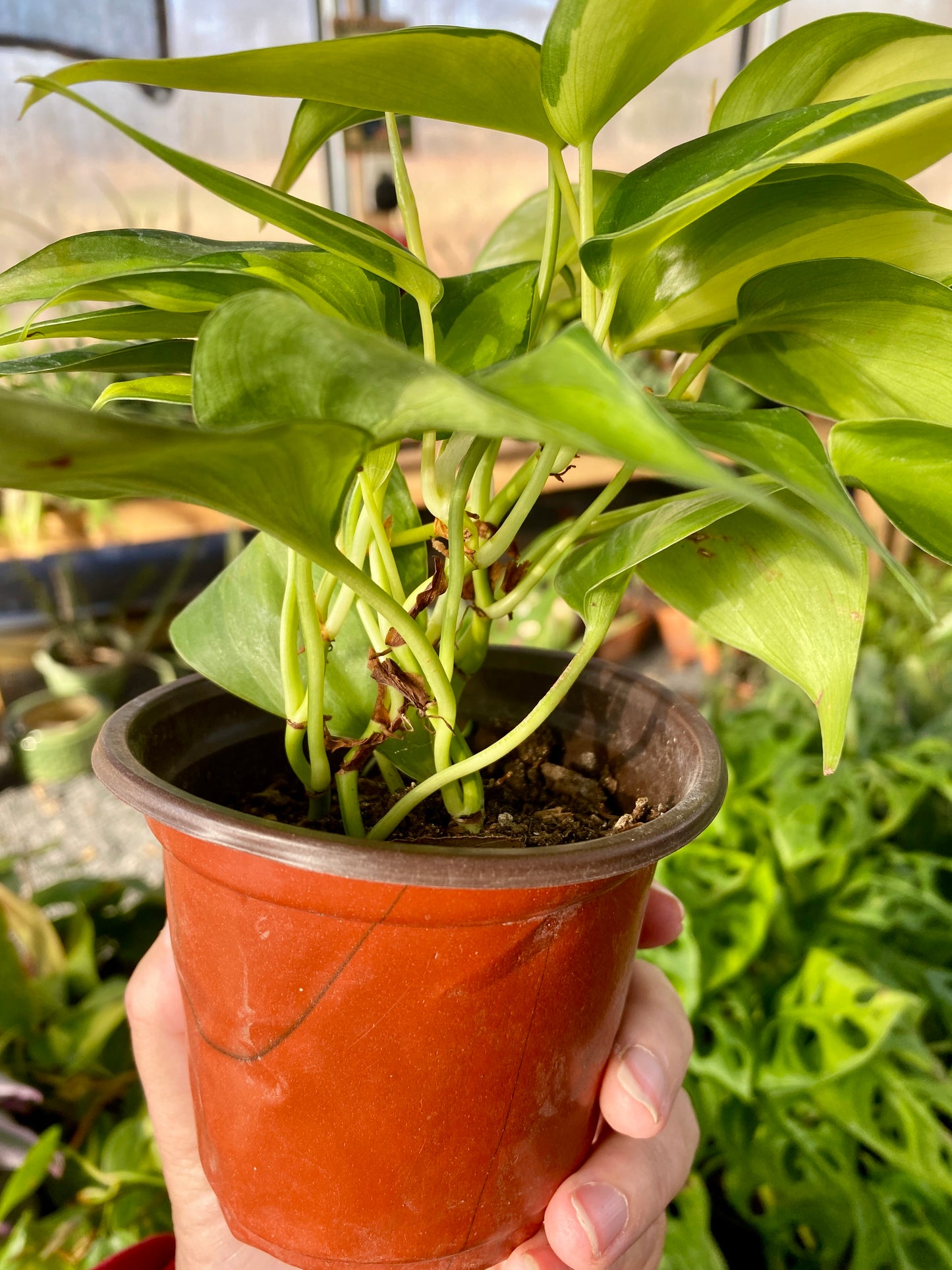 Philodendron Brasil 4 Inch Pot Live Plant