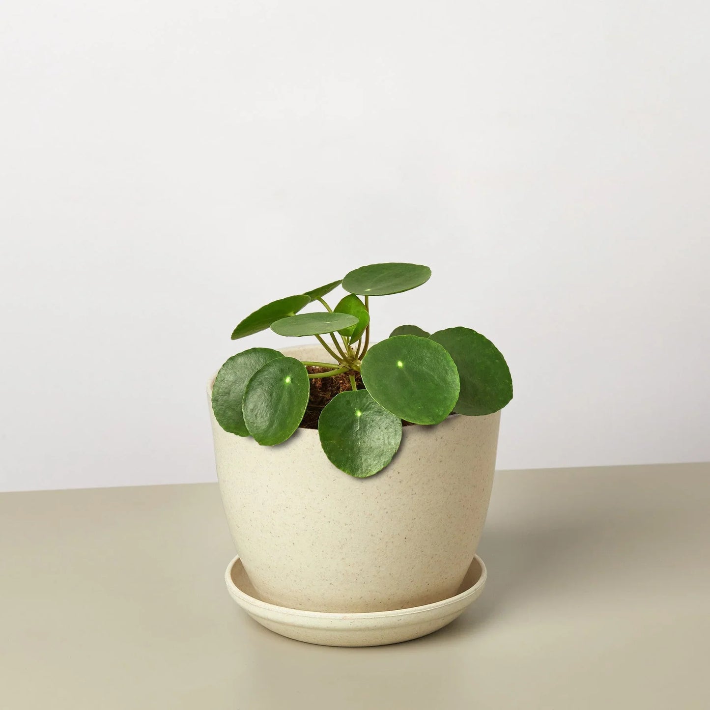 Pilea Peperomioides Chinese Money Live Plant Multiple Sizes Available