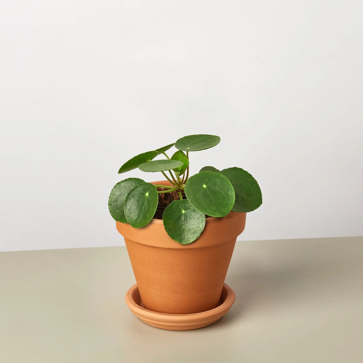 Pilea Peperomioides Chinese Money Live Plant Multiple Sizes Available