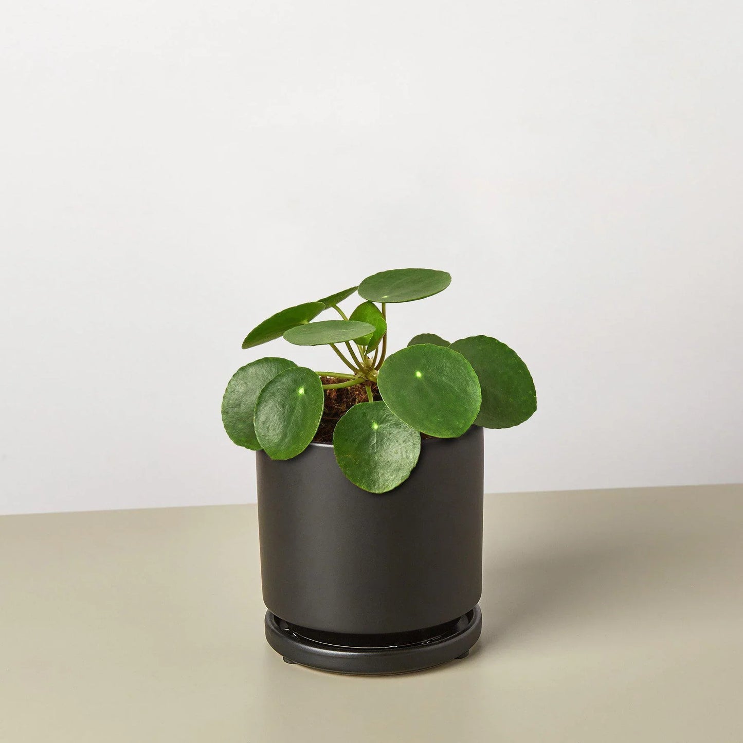 Pilea Peperomioides Chinese Money Live Plant Multiple Sizes Available