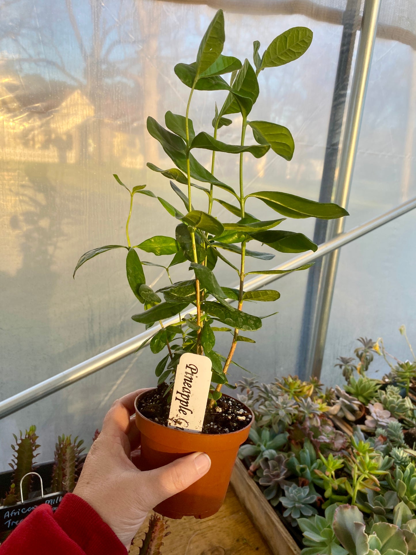 Patio Fruit Pineapple Guava Feijoa Sellowiana 4" Pot Live Plant