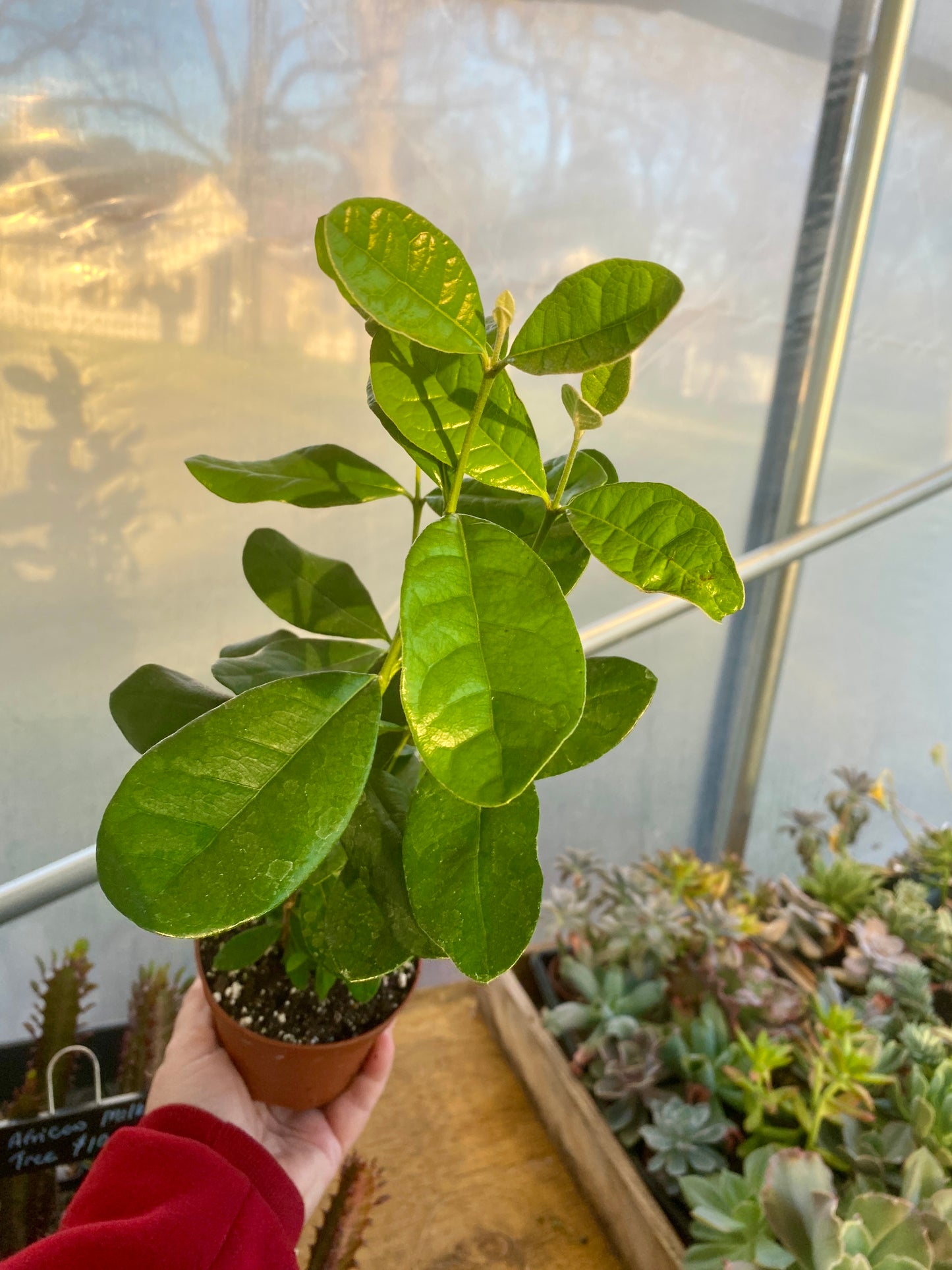 Patio Fruit Pineapple Guava Feijoa Sellowiana 4" Pot Live Plant