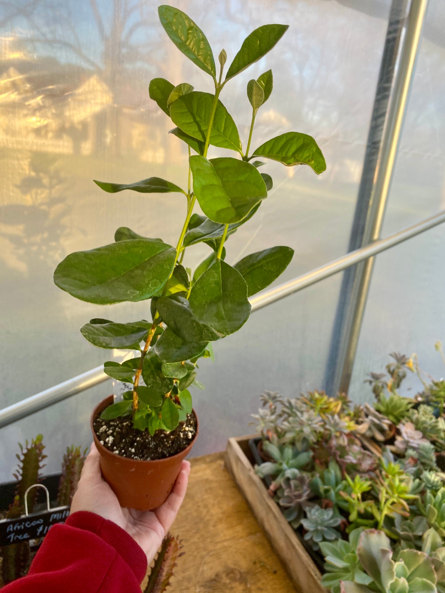 Patio Fruit Pineapple Guava Feijoa Sellowiana 4" Pot Live Plant