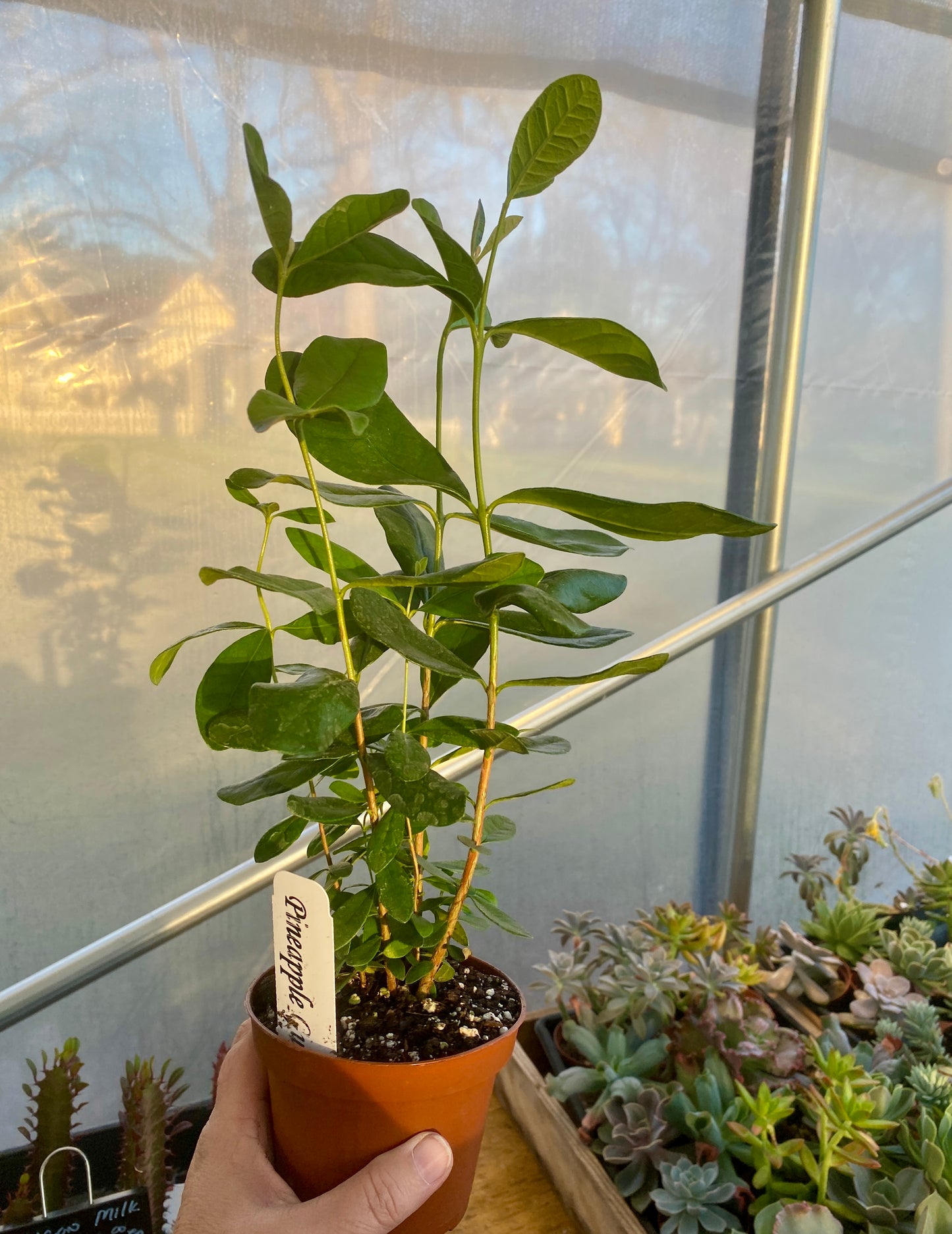 Patio Fruit Pineapple Guava Feijoa Sellowiana 4" Pot Live Plant