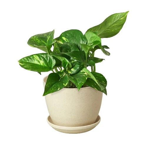 Pothos Golden Epipremnum Aureum Devil's Ivy Multiple Sizes Available