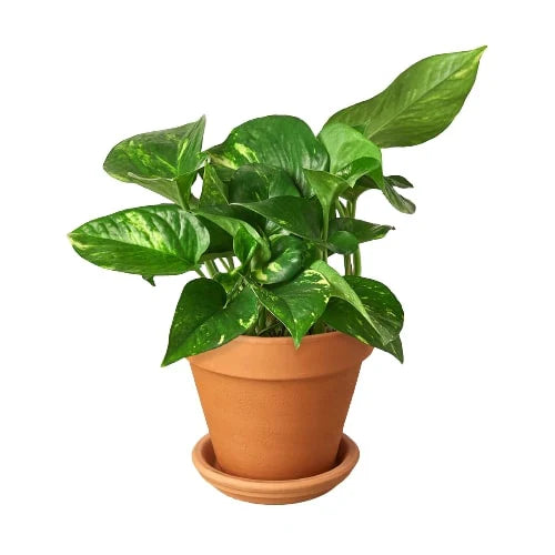 Pothos Golden Epipremnum Aureum Devil's Ivy Multiple Sizes Available