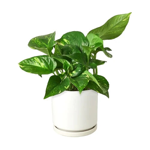 Pothos Golden Epipremnum Aureum Devil's Ivy Multiple Sizes Available