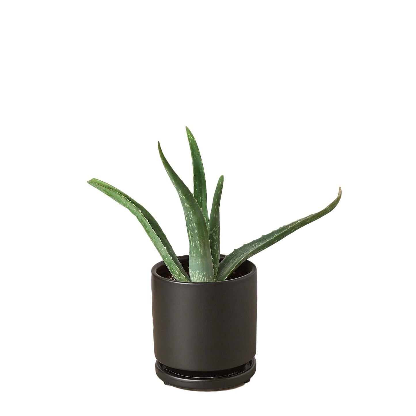 Aloe Vera First Aid Plant Burn Aloe Barbadensis Mill Live Plant