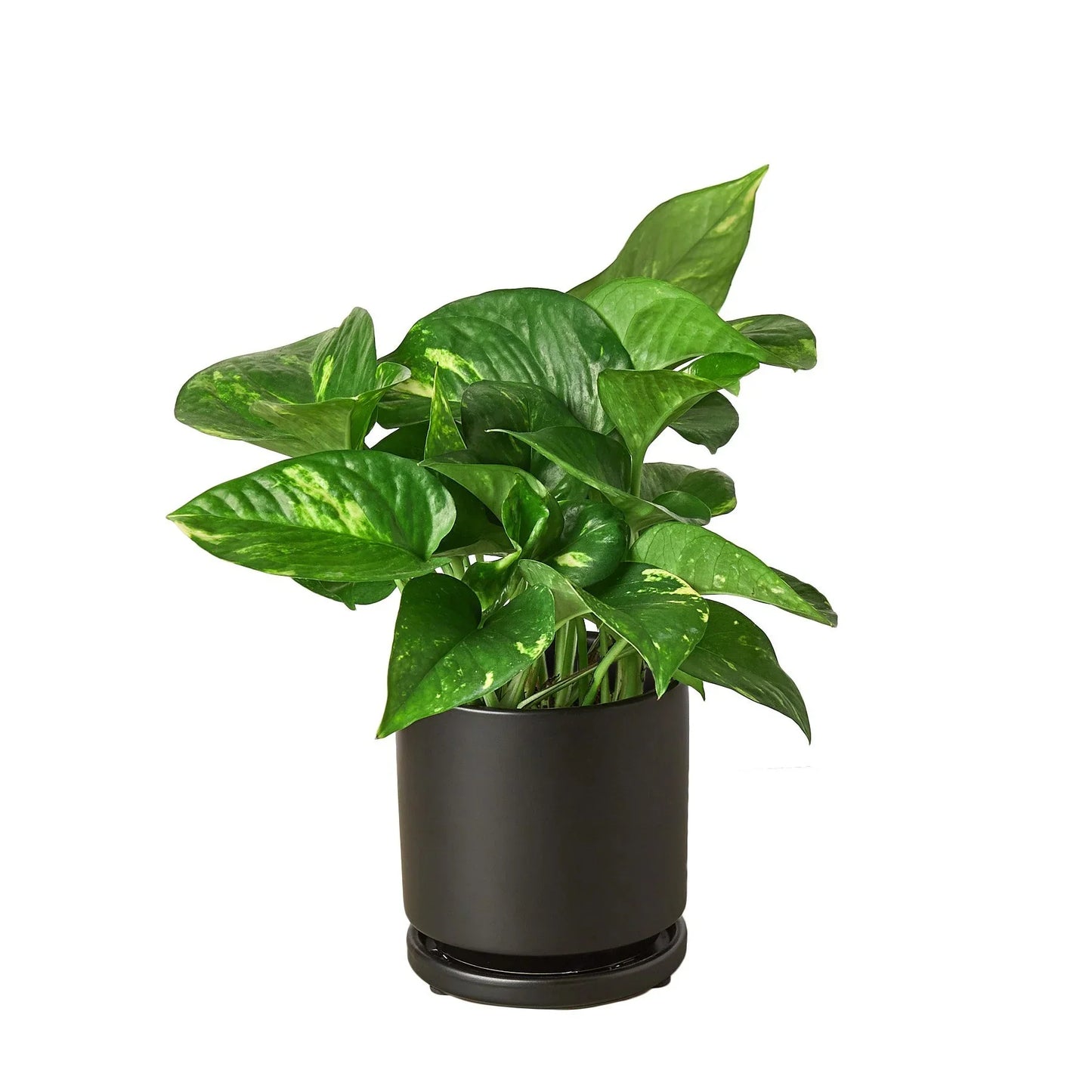 Pothos Golden Epipremnum Aureum Devil's Ivy Multiple Sizes Available