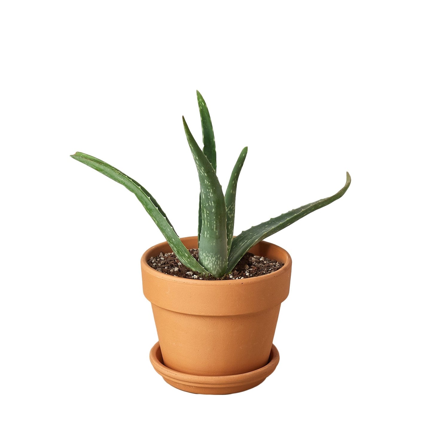 Aloe Vera First Aid Plant Burn Aloe Barbadensis Mill Live Plant