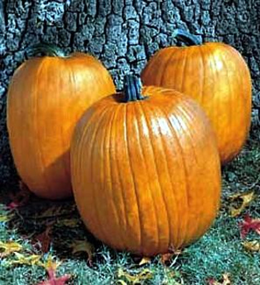 Pumpkin Howden's Field Cucurbita pepo Open Pollinated Heirloom 20 Seeds