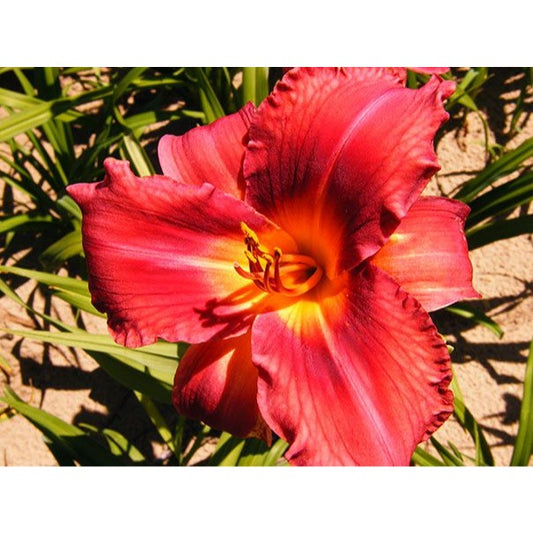 Daylily Jay