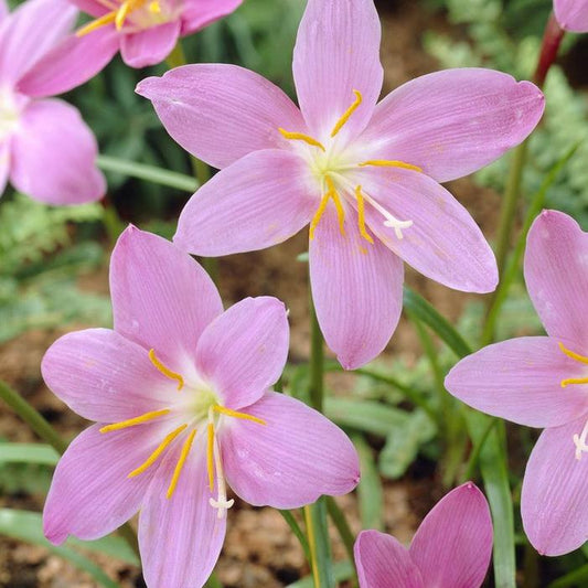 Rain Lily Pink Zephyranthes Robustus 3 bulbs per order