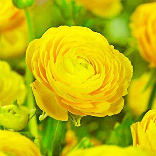 Ranunculus Aviv 'Gold' Persian Buttercup 10 bulbs per order