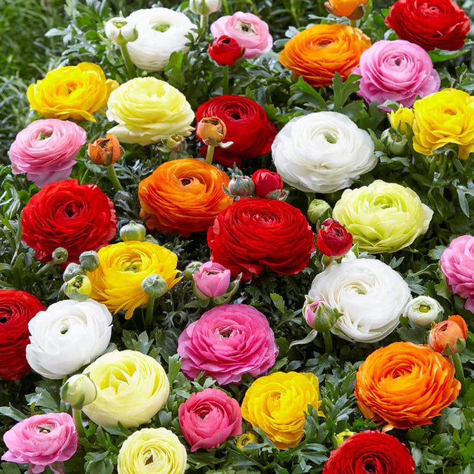 Ranunculus Aviv 'Mixture' Persian Buttercup 10 bulbs per order