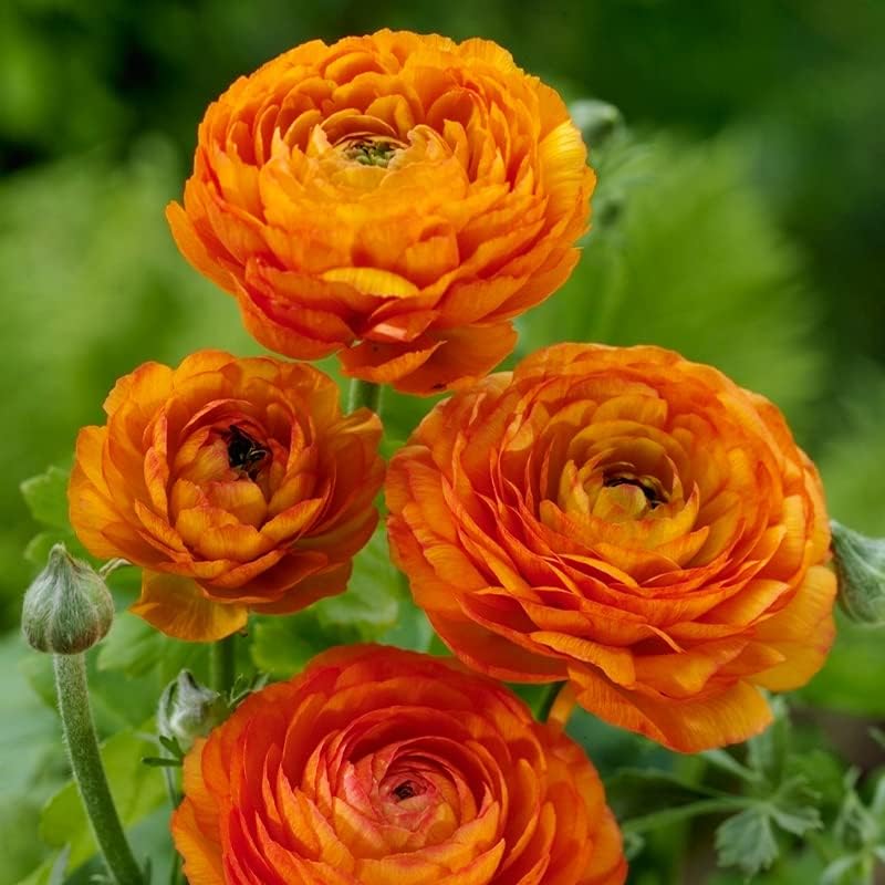 Ranunculus Aviv 'Orange' Persian Buttercup 10 bulbs per order