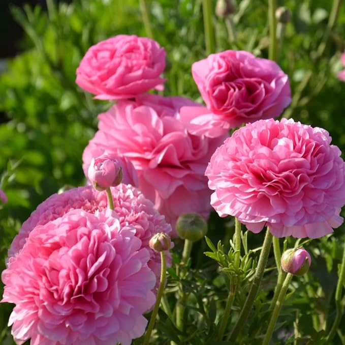 Ranunculus Aviv 'Pink' Persian Buttercup 10 bulbs per order