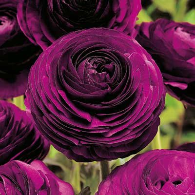 Ranunculus Aviv 'Purple' Persian Buttercup 10 bulbs per order