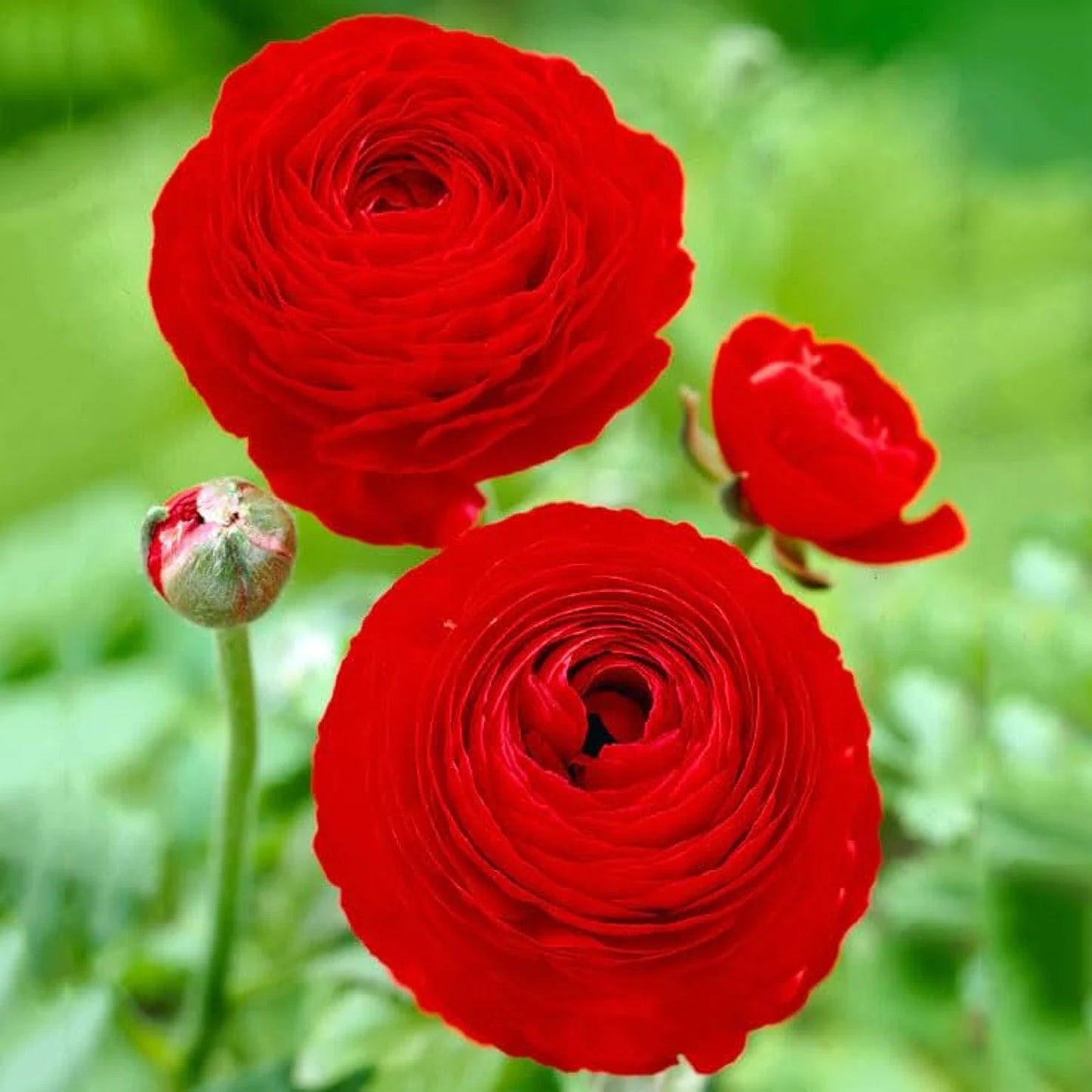 Ranunculus Aviv Red'' Persian Buttercup 10 bulbs per order