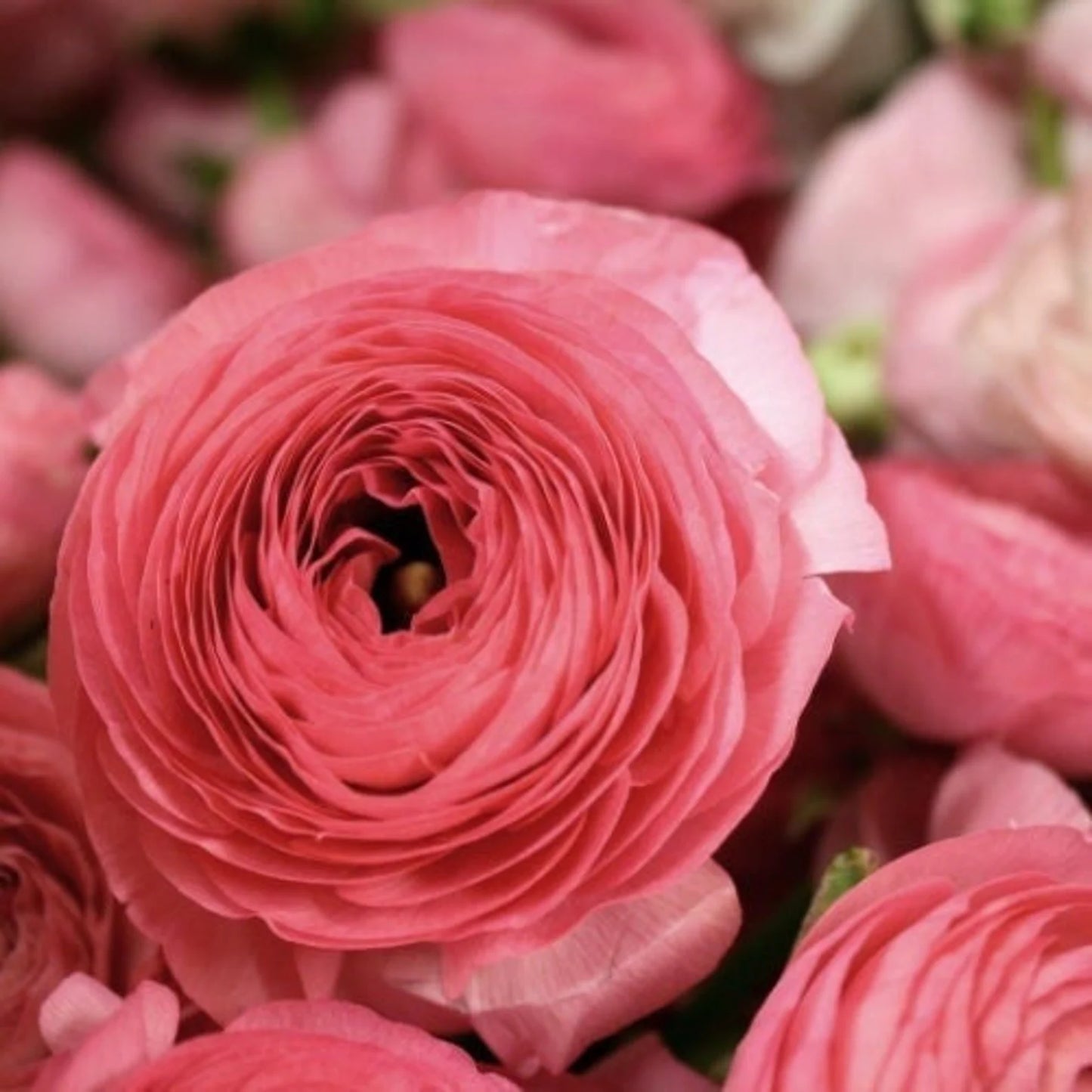 Ranunculus Aviv 'Rose' Persian Buttercup 10 bulbs per order