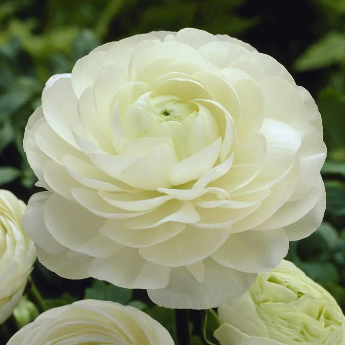 Ranunculus Aviv 'White' Persian Buttercup 10 bulbs per order