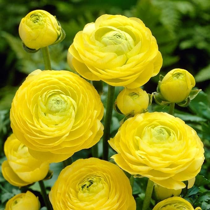 Ranunculus Aviv 'Yellow' Persian Buttercup 10 bulbs per order