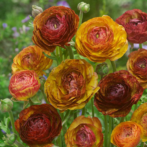 Ranunculus Picotee Cafe Persian Buttercup 10 Jumbo Corms