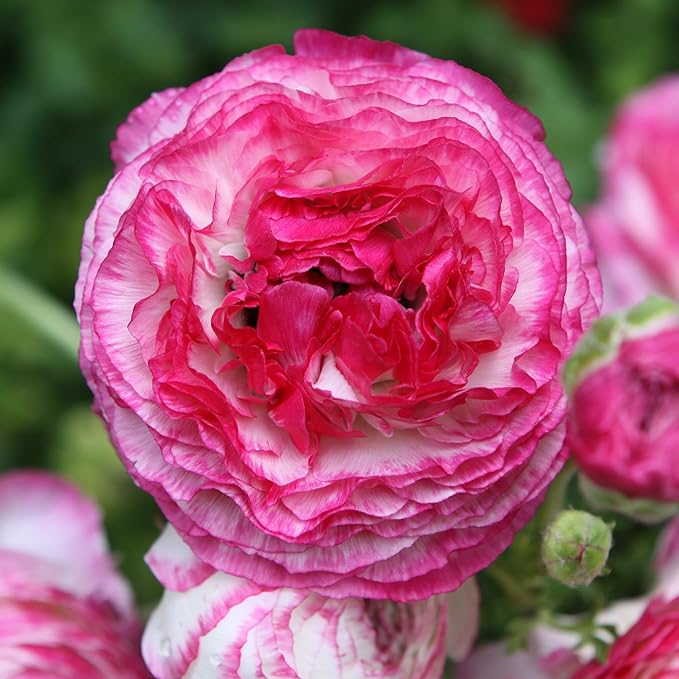 Ranunculus Picotee Pink Persian Buttercup 10 Jumbo Corms