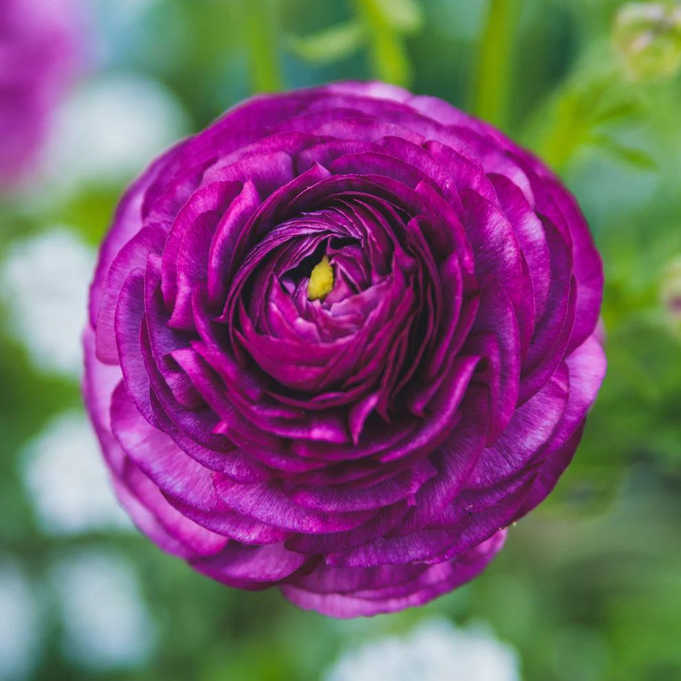 Ranunculus Tecolote Purple Persian Buttercup 10 Jumbo Corms