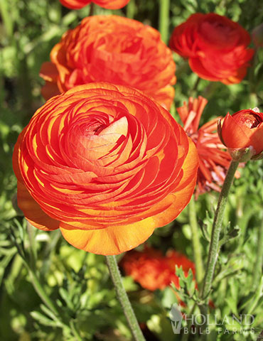 Ranunculus Tecolote Flamenco Persian Buttercup 10 Jumbo Corms