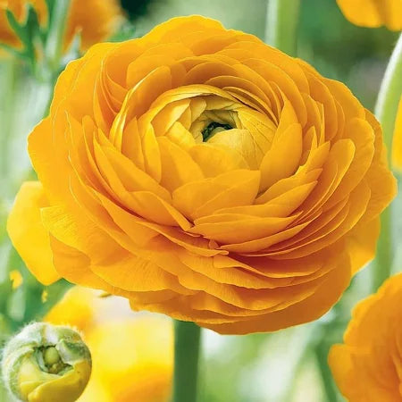 Ranunculus Tecolote Gold Yellow Persian Buttercup 10 Jumbo Corms