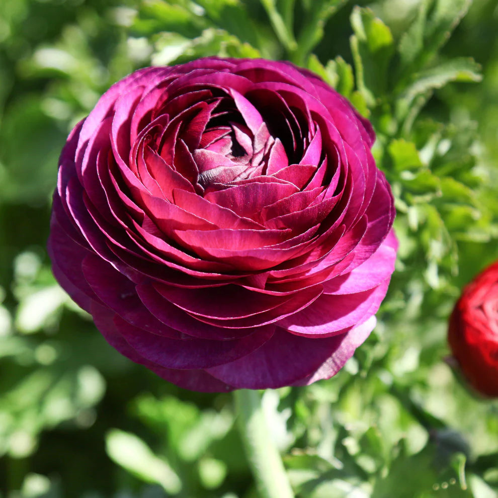 Ranunculus Tecolote Merlot Persian Buttercup 10 Jumbo Corms