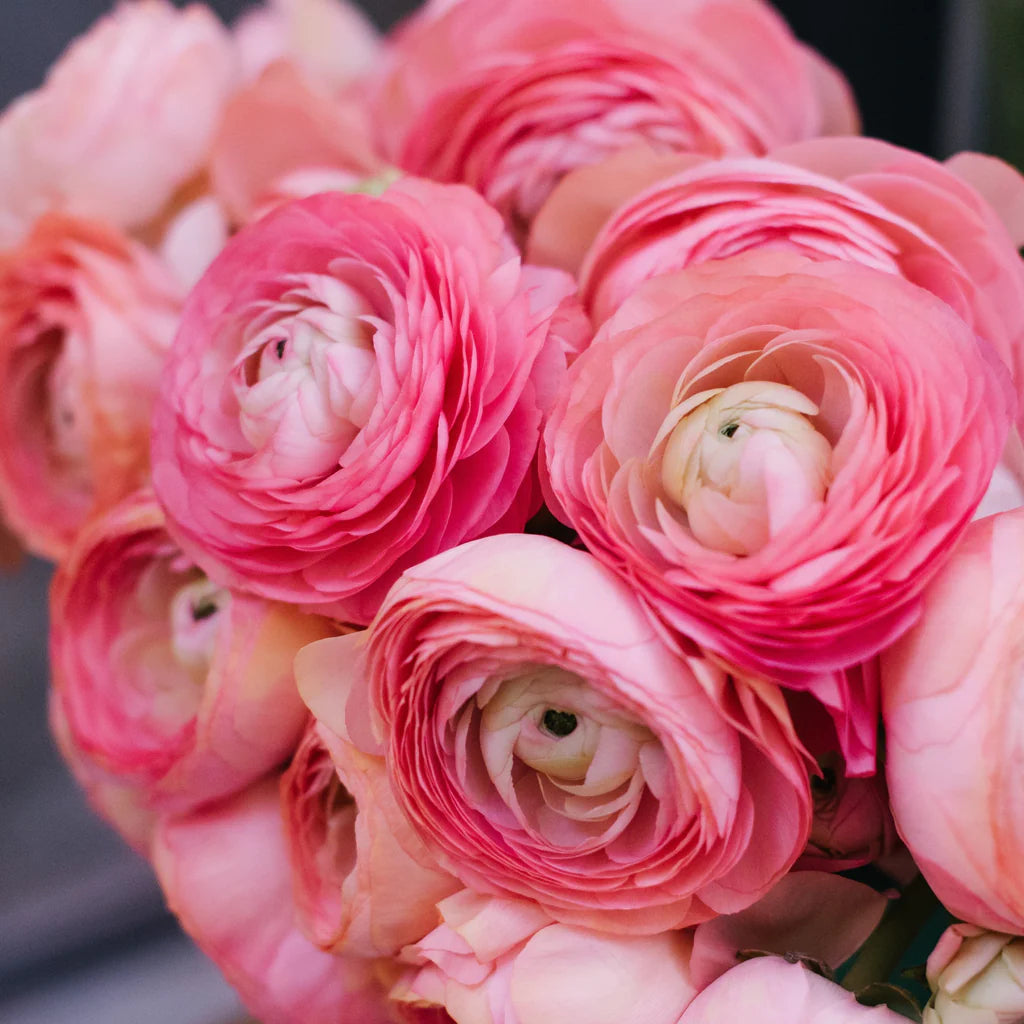 Ranunculus Tecolote Pink Persian Buttercup 10 Jumbo Corms