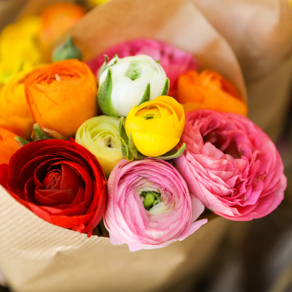 Ranunculus Tecolote Rainbow Mix Persian Buttercup 10 Jumbo Corms