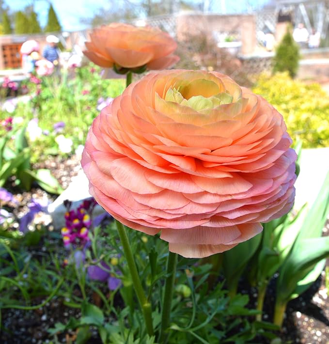 Ranunculus Tecolote Salmon Persian Buttercup 10 Jumbo Corms