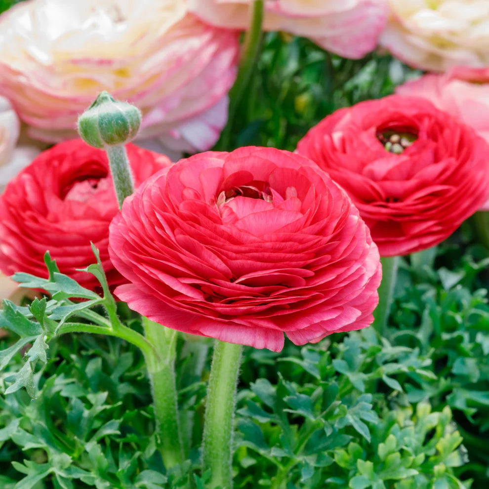 Ranunculus Tecolote Rose Persian Buttercup 10 Jumbo Corms